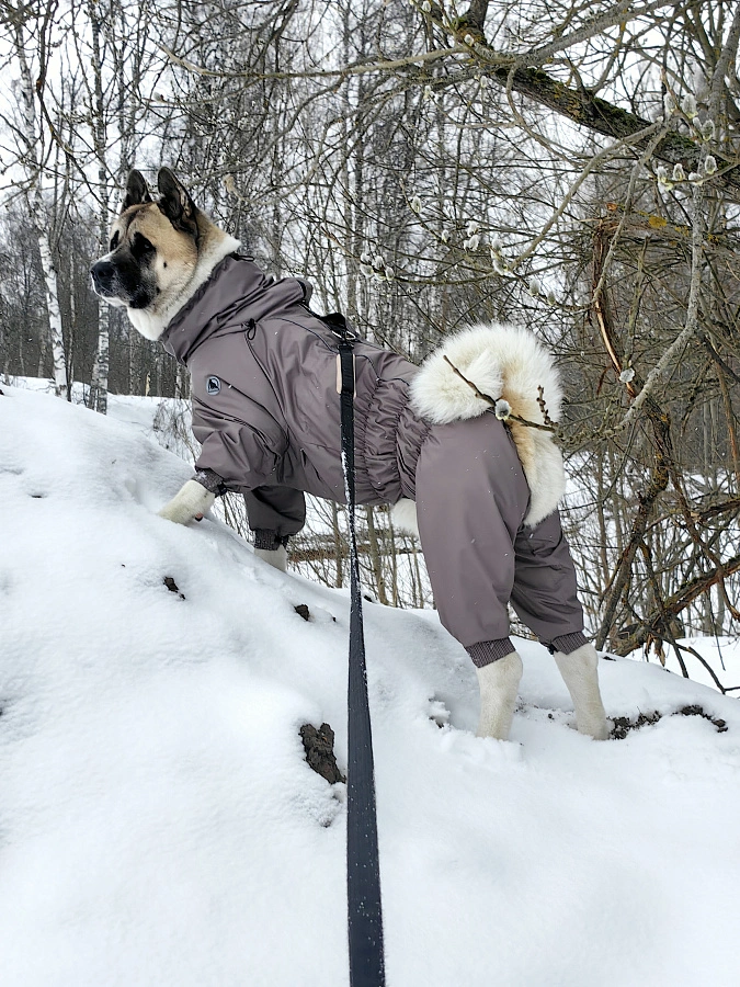 Фотография к отзыву от Дина. Товар: <a href='/catalog/product/dozhdevik-dog24/'>Дождевик'24</a>