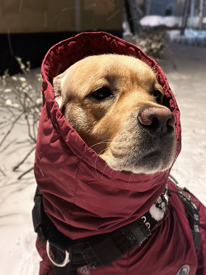 Фотография к отзыву от Алла. Товар: <a href='/catalog/product/zimniy-kombinezon-dog24/'>Зимний комбинезон'24</a>