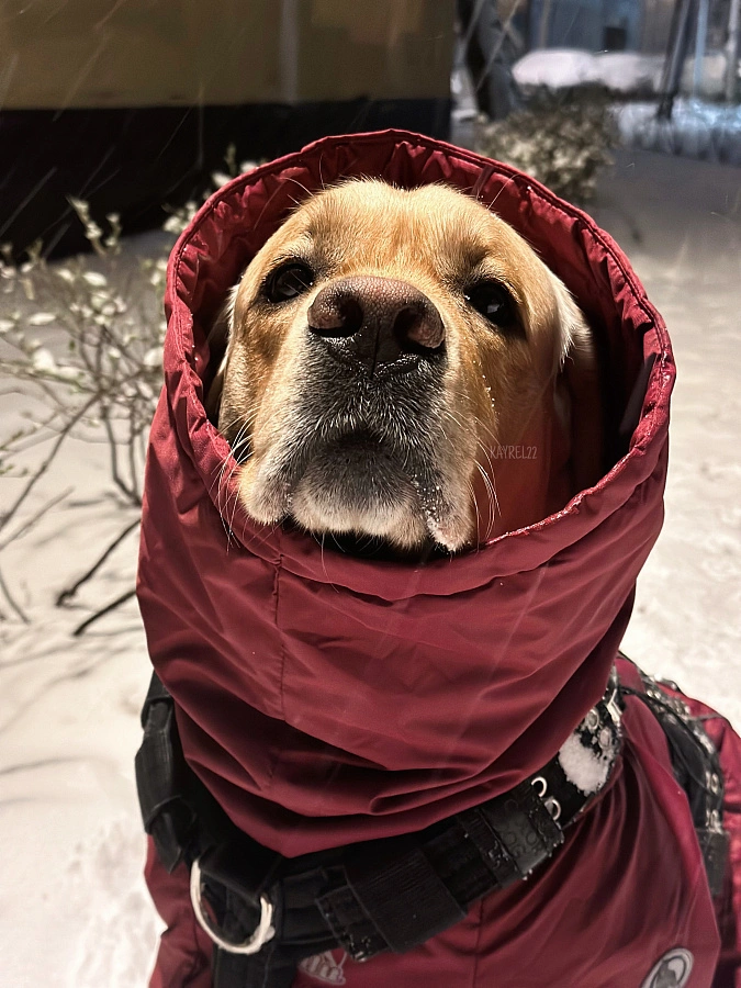 Фотография к отзыву от Алла. Товар: <a href='/catalog/product/zimniy-kombinezon-dog24/'>Зимний комбинезон'24</a>
