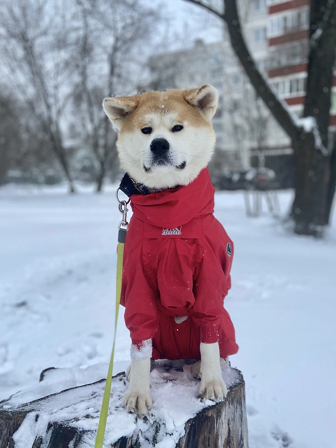 Фотография к отзыву от Евгения. Товар: <a href='/catalog/product/dozhdevik-dog24/'>Дождевик'24</a>