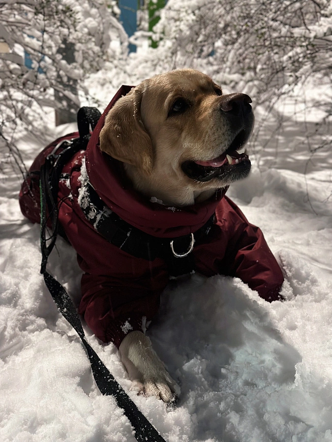 Фотография к отзыву от Алла. Товар: <a href='/catalog/product/zimniy-kombinezon-dog24/'>Зимний комбинезон'24</a>