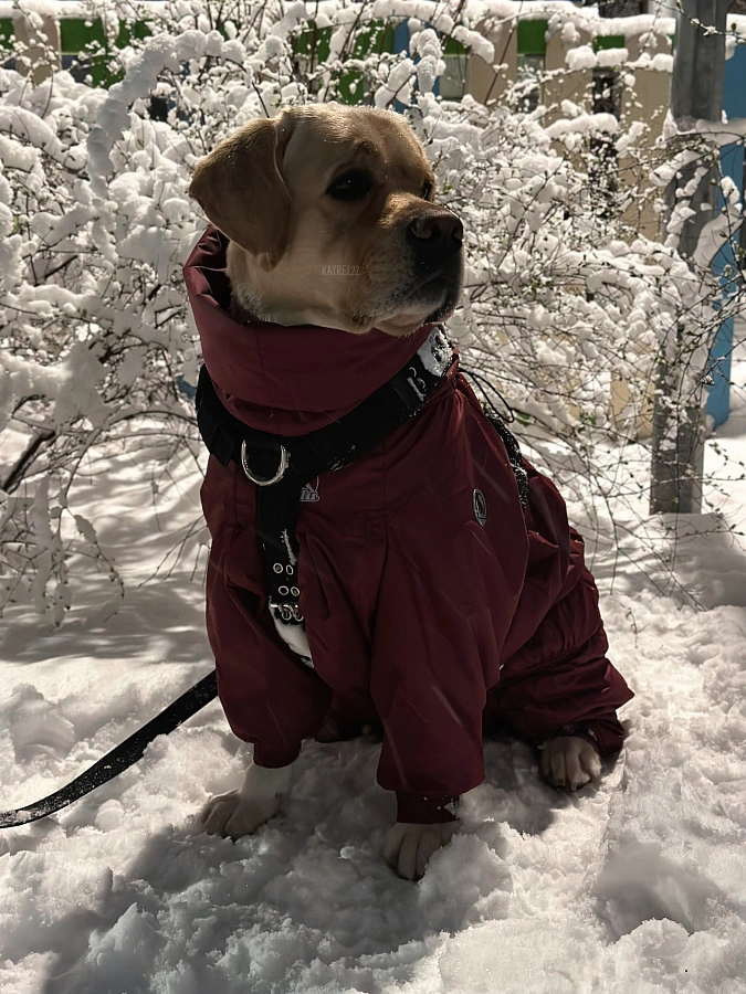 Фотография к отзыву от Алла. Товар: <a href='/catalog/product/zimniy-kombinezon-dog24/'>Зимний комбинезон'24</a>