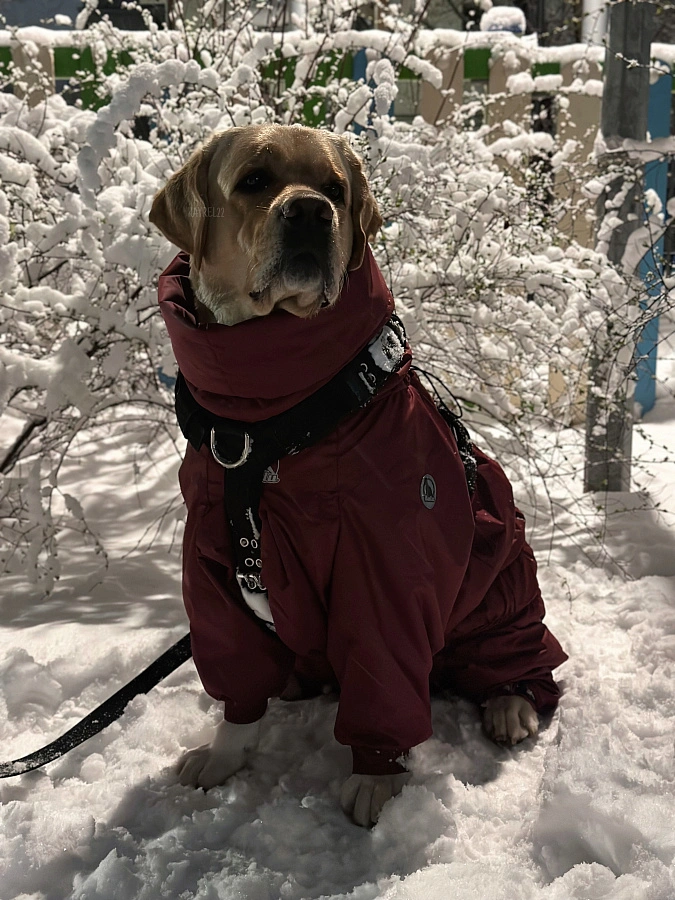 Фотография к отзыву от Алла. Товар: <a href='/catalog/product/zimniy-kombinezon-dog24/'>Зимний комбинезон'24</a>