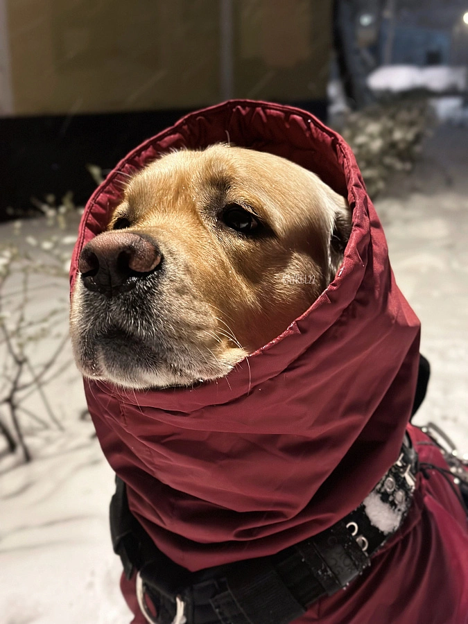 Фотография к отзыву от Алла. Товар: <a href='/catalog/product/zimniy-kombinezon-dog24/'>Зимний комбинезон'24</a>